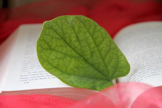 書 綠葉
