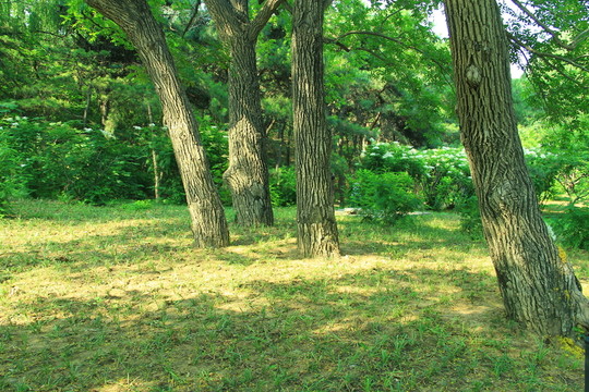 樹林 樹干  草地