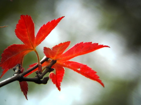 紅葉
