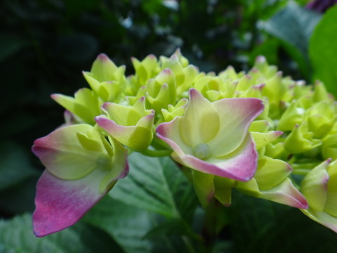 八仙花