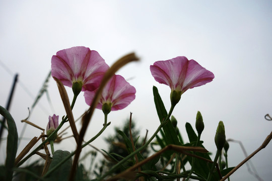 野花