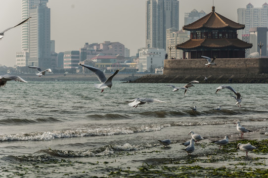 海鷗