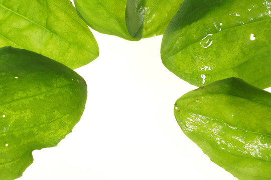 樹(shù)葉 葉脈