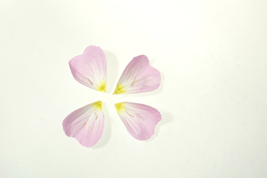 粉色花瓣
