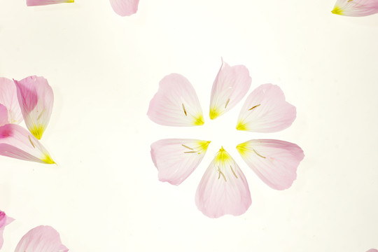 粉色花瓣