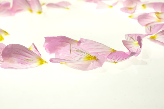 粉色花瓣