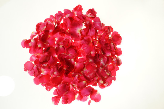 紅色花瓣