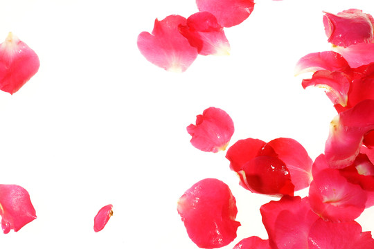紅色花瓣