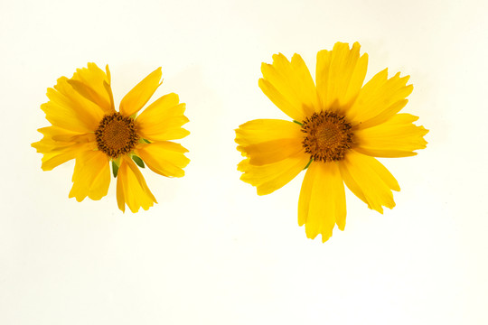 兩朵太陽(yáng)花