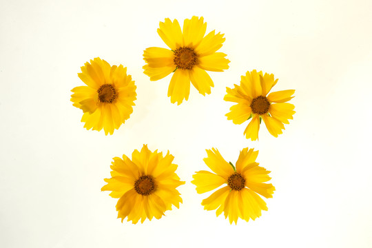 五朵太陽(yáng)花