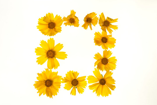 太陽(yáng)花組成的英文字母O