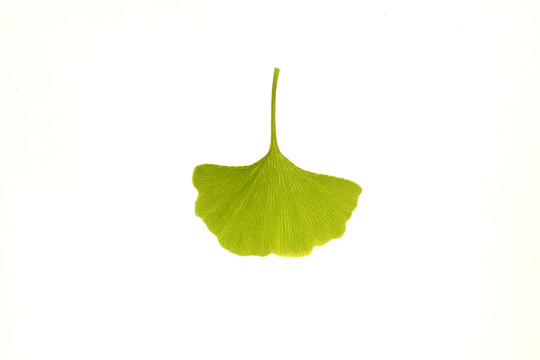 一片銀杏葉 葉脈