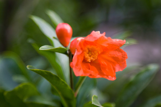 石榴花特寫