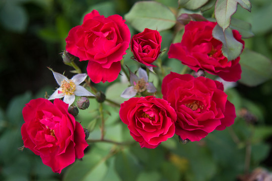 月季花