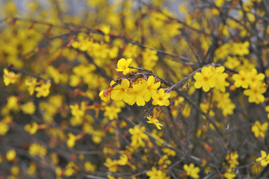 迎春花（高清）