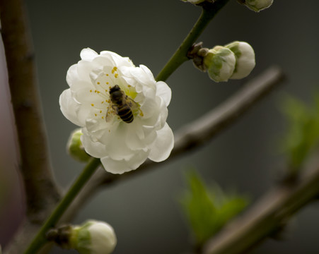 白色桃花蜜蜂