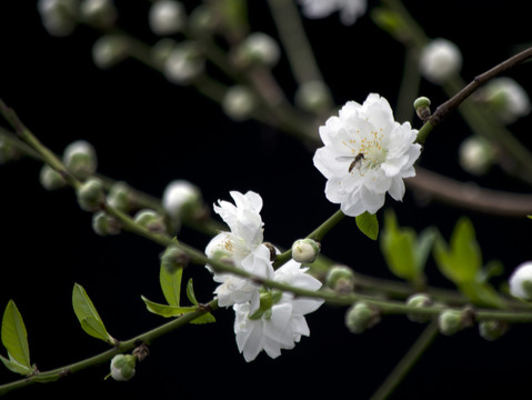 鮮花蜜蜂