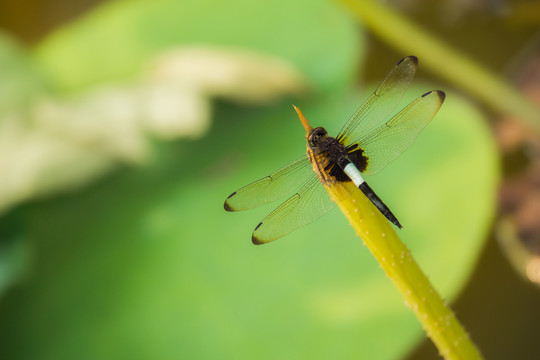 蜻蜓