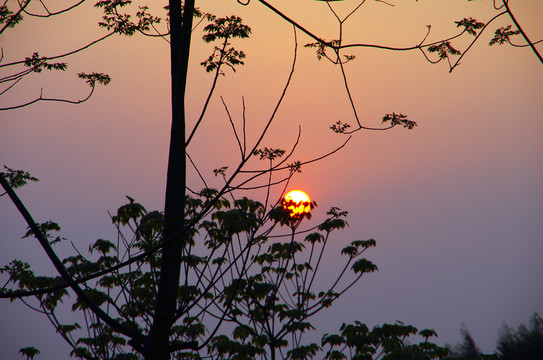 夕陽 樹木