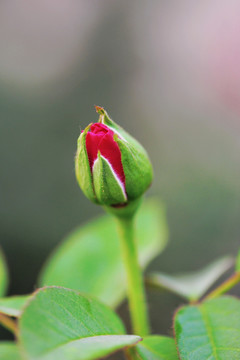 月季花（高清）