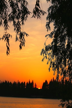 夕陽紅
