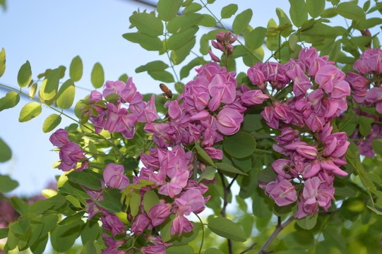 槐花
