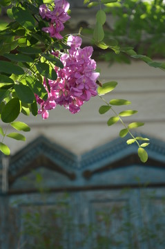 窗前的槐花