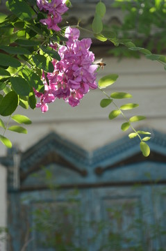 窗前的槐花和蜜蜂