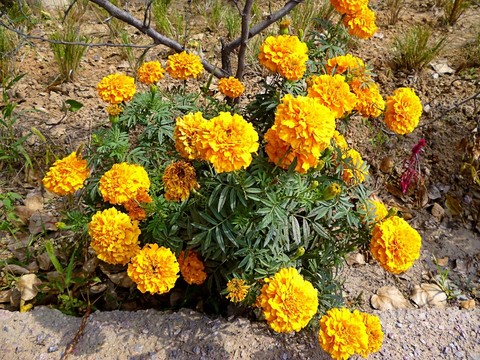 菊花