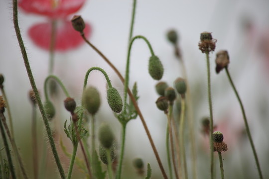 虞美人