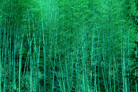 竹