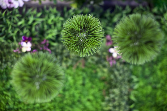 花卉 植物 裝飾 盆栽 園藝