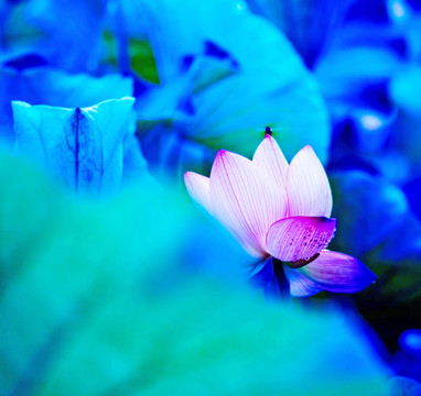 荷花
