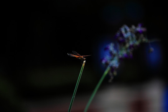 蜻蜓