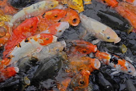 紅蓮觀魚錦鯉素材