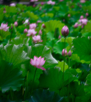 荷花