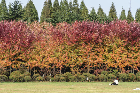 樹林