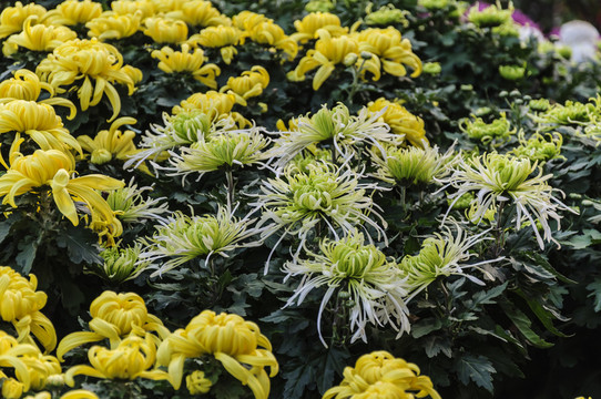 花卉菊花