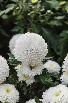 花卉菊花