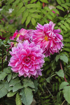 花卉菊花
