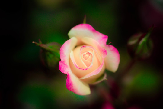 粉色月季花