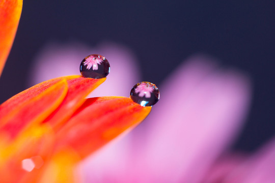 花瓣上的水珠