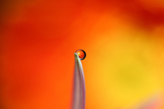 花瓣上的水珠