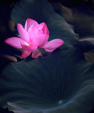荷花