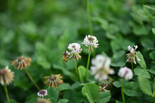 雛菊
