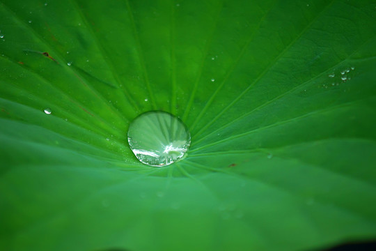 荷葉水滴