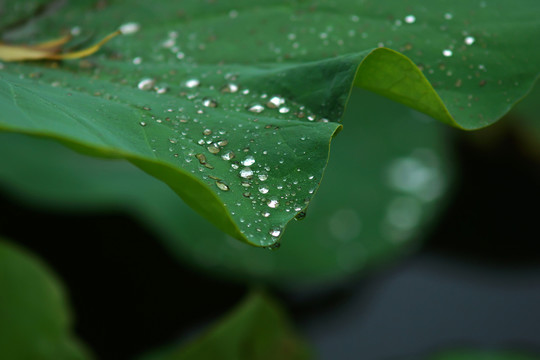 荷葉水滴