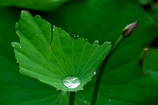 荷葉水滴