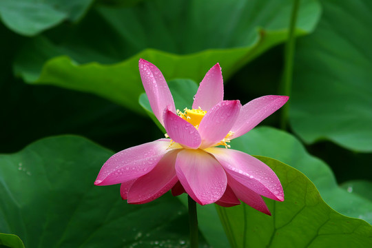 粉紅色荷花