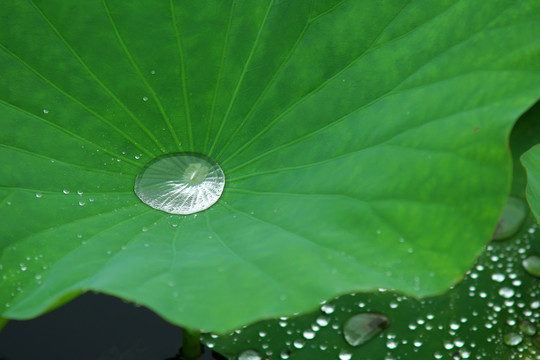 荷葉水滴